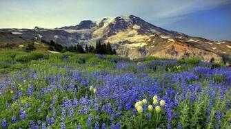 Mount Rainier National Park Wallpaper