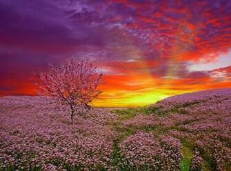 Campo Celestial Wallpaper