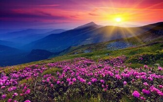 Wildflower Wallpaper