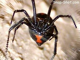 Picture And Wallpaper Of Spider Black Widow