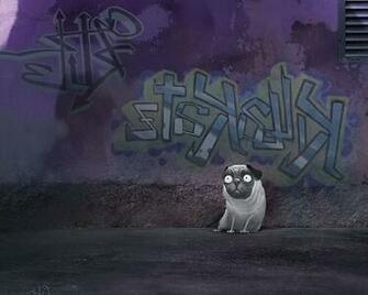 Funny Pug Wallpaper
