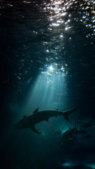 Unlock The Power To See And Capture Your World With Wallpaper