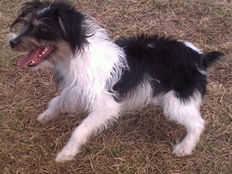 Danny Boy The Jack Russel Russell Terriers Jpg