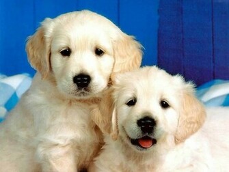 Puppy Wallpaper