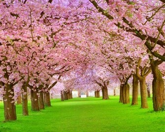 Background Widescreen Wallpaper Of Nature Windows Mac