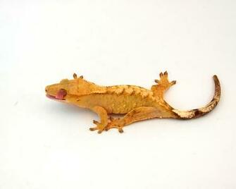 HD Wallpaper Crested Gecko X Kb Jpeg