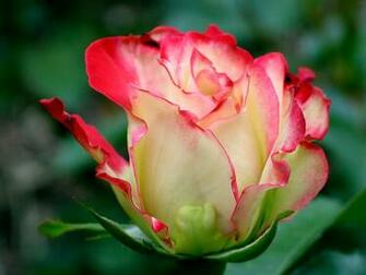 Red Rose Flowers Pictures Beautiful