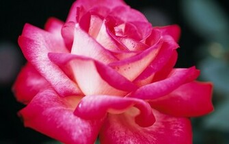 Pink Rose Wallpaper