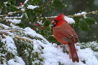 Cardinal In Snow Christmas Wallpaper