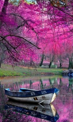 Purple Nature Wallpaper Screensaver Pre Id