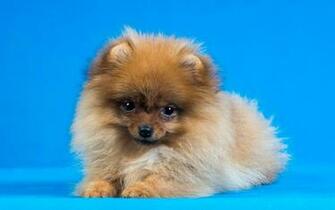 Pomeranian Computer Wallpaper Desktop Background Id