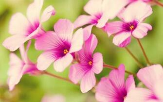 Flowers Background Wallpaper World Part