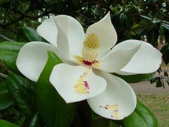 Wallpaper Southern Magnolia Flower