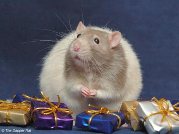 Fancy Rats