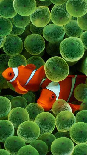 Clown Fish iPhone Wallpaper HD