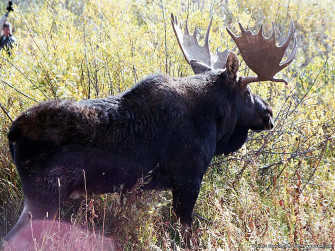Moose Wallpaper