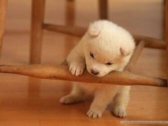 Lovely Puppy Dog Desktop Wallpaper