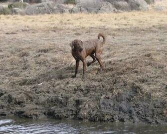 Chesapeake Bay Retriever Wallpaper Puppy Pictures Breed Info
