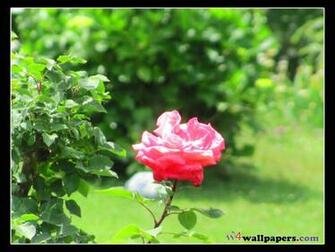 Beautiful Flower Garden Wallpaper
