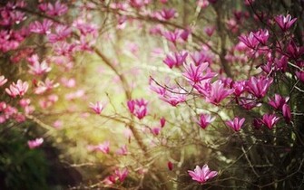 Pink Magnolia Wallpaper