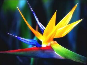 Birds Of Paradise Wallpaper Which Is Under The