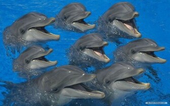 Wallpaper Animal Marine Life