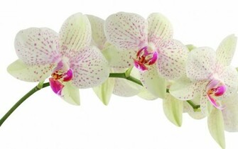 Orchid Wallpaper