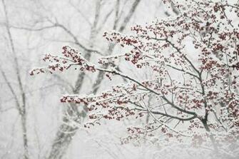 Winter Berries Photo