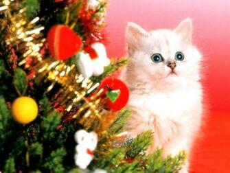 Kittens Wallpaper Christmas Snow Cat Eyes Nature Cats