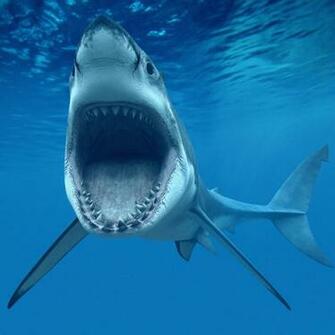 Sharks Live Wallpaper Android Apps On Google Play