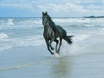 3d Horse Wallpaper Box