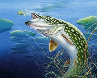Fishing Wallpaper Wallpoper