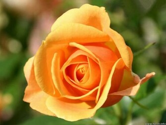 Yellow Rose Flowers Flower HD Wallpaper Image Pictures Tattoos