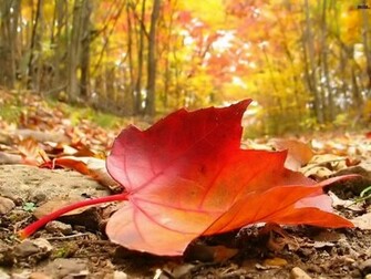 Nice Wallpaper High Resolution Nature