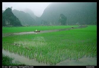 Rice Fields River And Misty Mountains Of Tam Coc Ninh Binh Vietnam