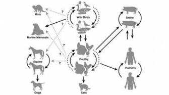 Animal Influenza Ecology And Epidemiology Research Program