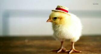 Chick Look HD Wallpaper Image