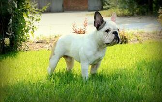 French Bulldog Wallpaper