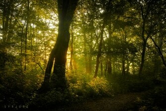 Enchanted Forest Wallpaper