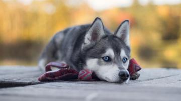 Wallpaper Husky Dog Cute Animals 4k