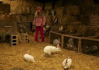 Christmas Bunny Wallpaper Right Click On And Select Save As