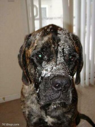 Great English Mastiff Merchandise Terrific Gifts For