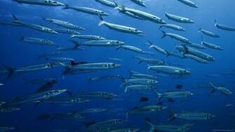 School Of Fish Wallpaper