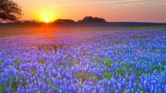 South Texas Computer Wallpaper Desktop Background Id