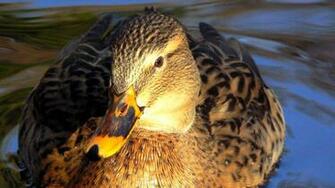 Ducks Wallpaper High Quality And Resolution