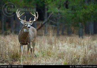 Related Pictures Big Whitetail Deer Buck Wallpaper P1q Eu Funny