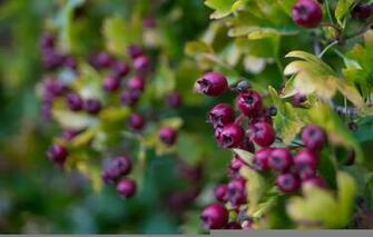 Wallpaper Saskatoon Berries Macro Bokeh Nature