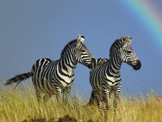 Zebra New Desktop HD Wallpaper
