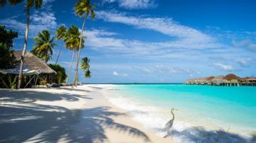 Tropical Sunshine Beach Summer Vacation 5k Photo Pre