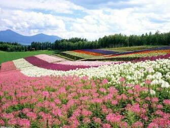 Flower Field Wallpaper Open Walls